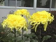  菊の花