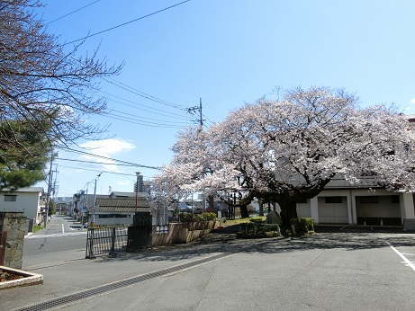 3月下旬の桜