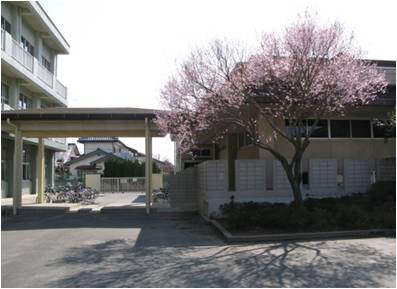  桜と武道場