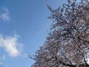 桜と青