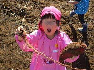 サツマイモ掘り (5)