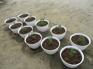 野菜苗植え (3)