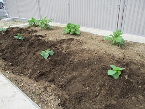 野菜苗植え (6)