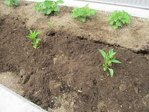 野菜苗植え (5)