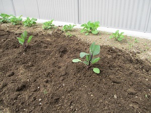 野菜苗植え (4)