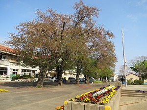 校舎前の桜