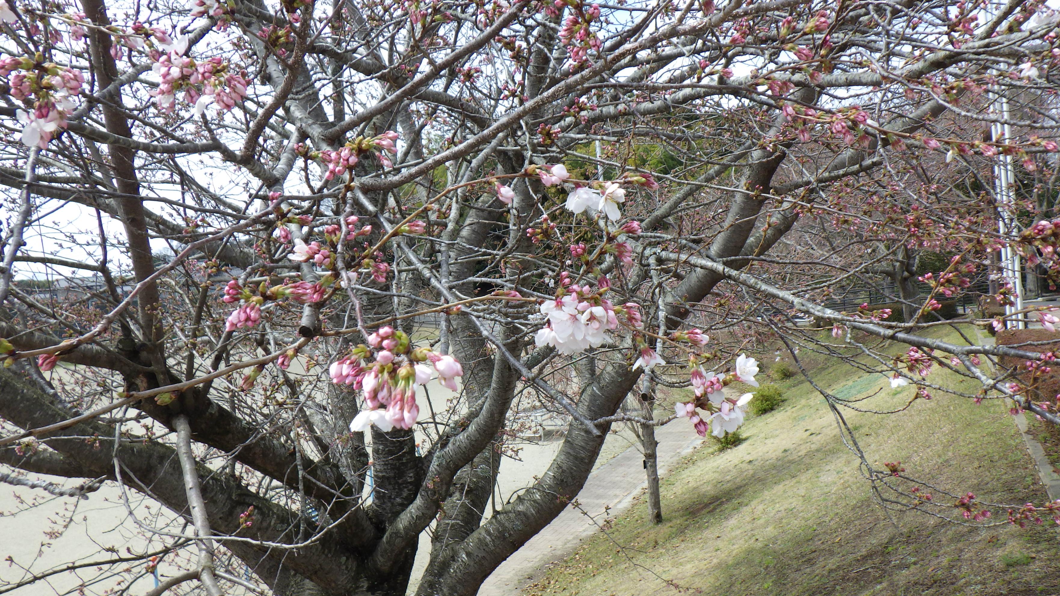 拡大校庭の桜