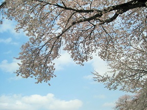 0桜