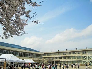 0桜と校庭