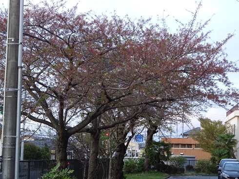 桜散っちゃいました。