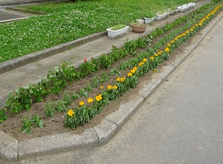 夏の花苗と花壇