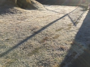 霜の足跡