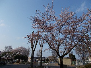 校舎前の桜