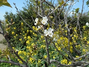 花が咲くさくらんぼの木