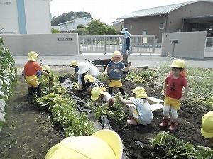 ジャガイモ掘り (3)