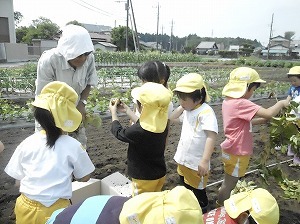 ジャガイモ掘り (2)