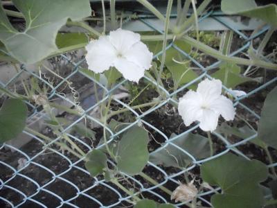 ひょうたんの白い花