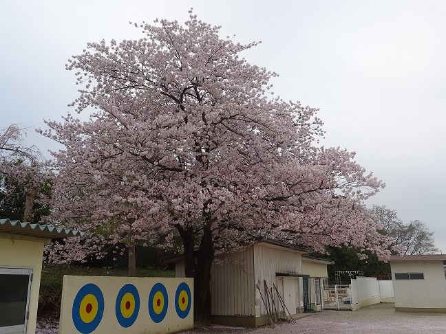 校庭の桜