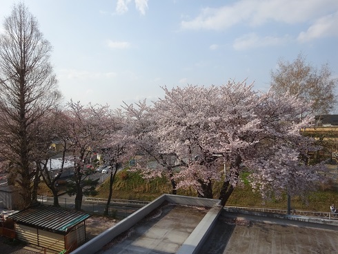 校舎から見える桜