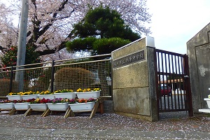 正門と桜
