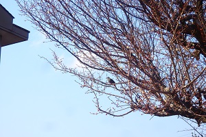 梅の木にとまる鳥
