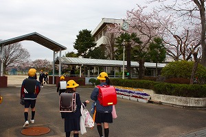 登校と正門の桜
