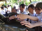 なでたところがよくなる牛2 なでたところがよくなる牛2