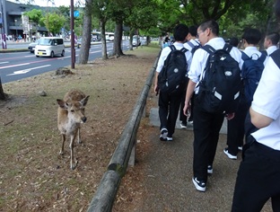 奈良の鹿 奈良の鹿