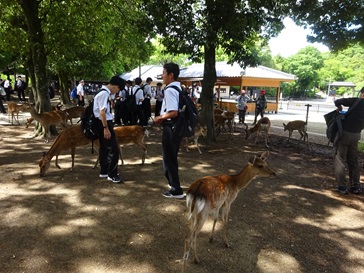 奈良公園 奈良公園