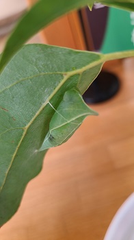 20200807_131756[1]