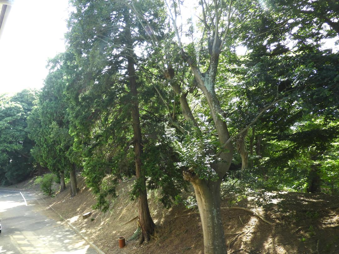 DSCN6203