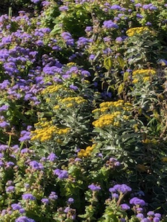 IMG_0823