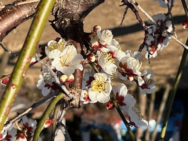 IMG_1413 IMG_1413