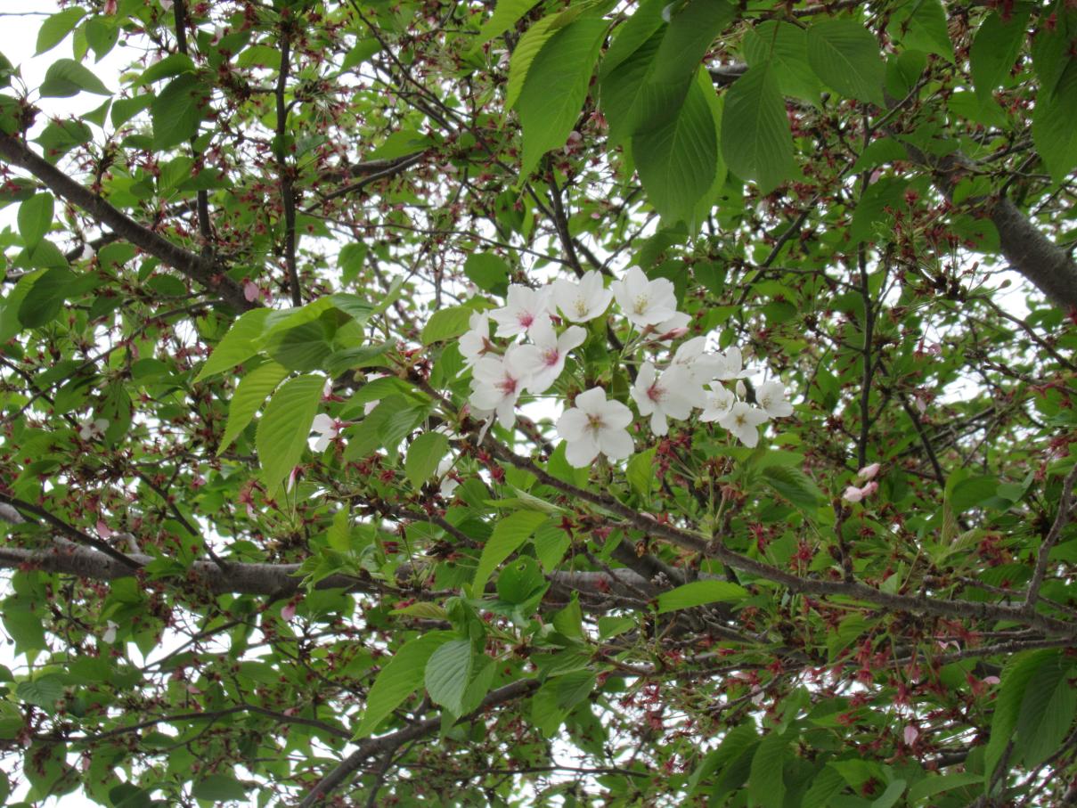 IMG_2285 IMG_2285