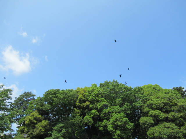 IMG_2380 IMG_2380
