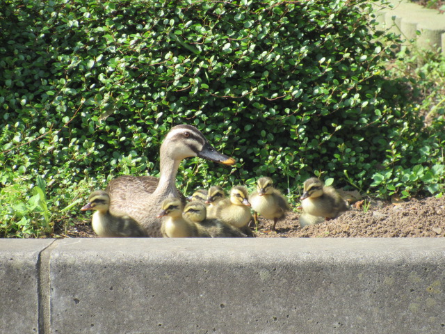 IMG_8570 IMG_8570