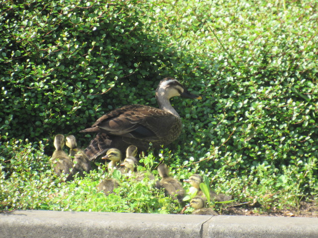 IMG_8572 IMG_8572
