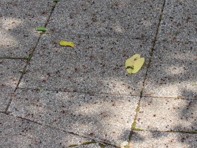 IMG_0002 IMG_0002