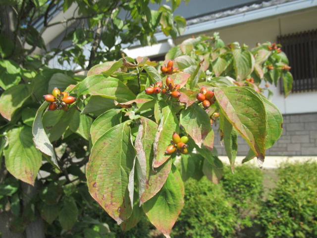 IMG_3270 IMG_3270