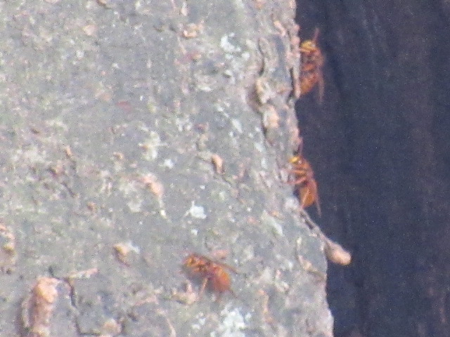 IMG_2052 IMG_2052