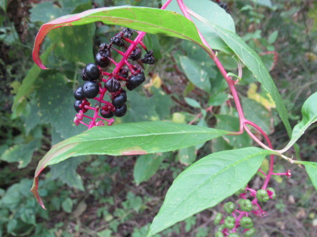 IMG_3845 IMG_3845