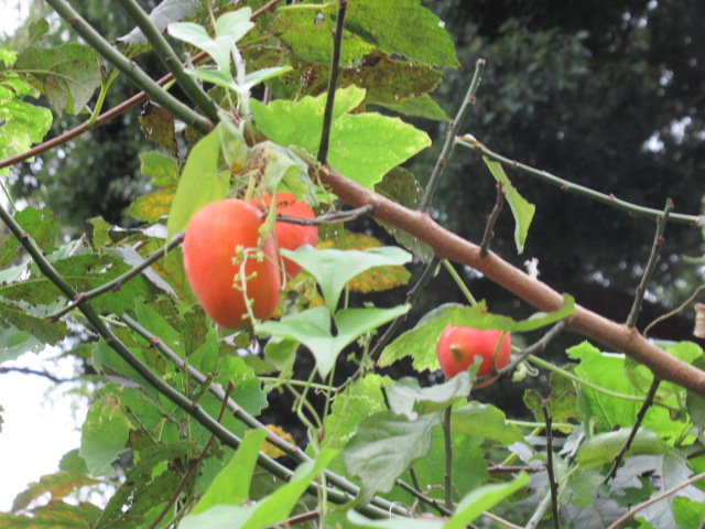 IMG_3848 IMG_3848