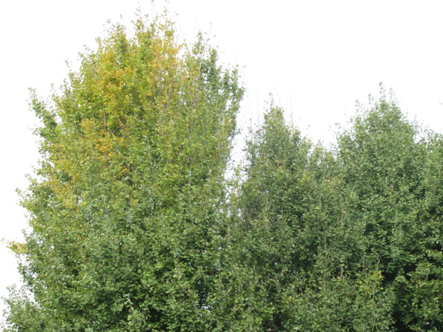 IMG_3899 IMG_3899