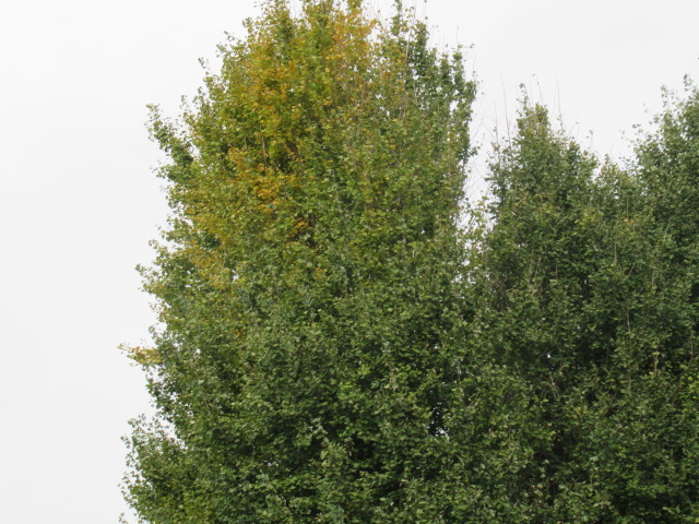 IMG_3898 IMG_3898