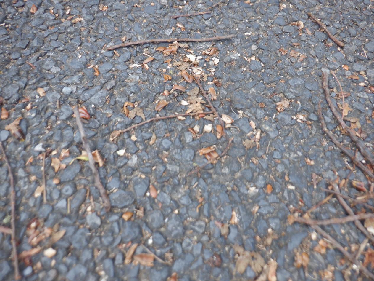 DSCF1049 DSCF1049