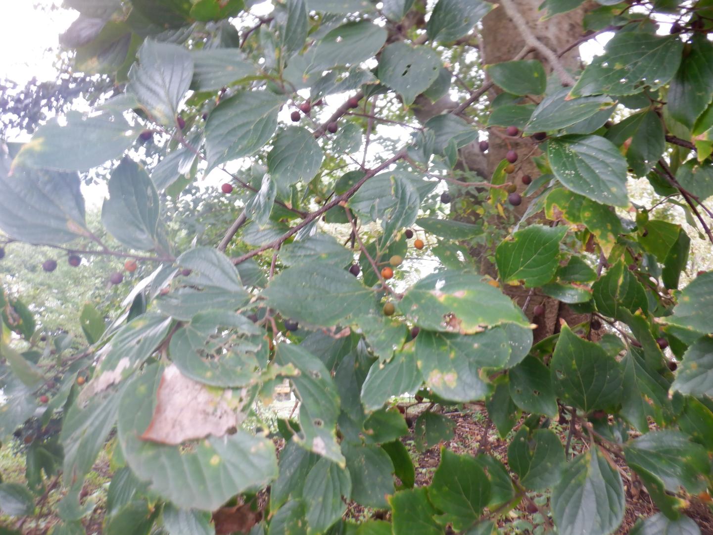 DSCF1070 DSCF1070