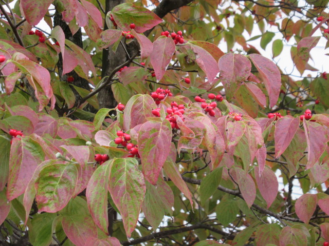 IMG_3916 IMG_3916