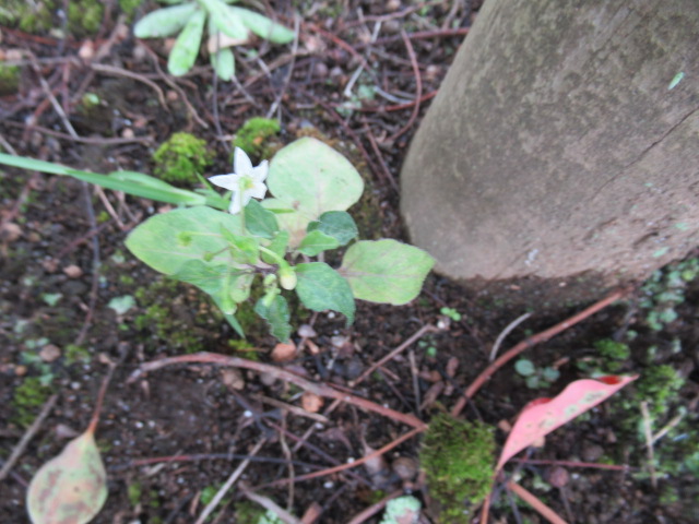 IMG_3917 IMG_3917