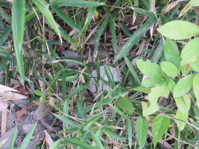 IMG_5461 IMG_5461