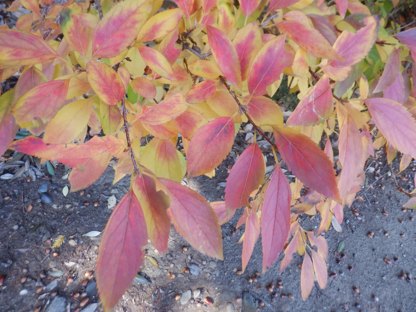DSCF1165 DSCF1165